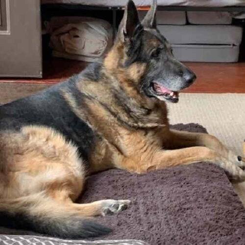 The Story of Taylor, a Shelter Dog, Continues